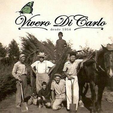 Logo de Vivero Di Carlo