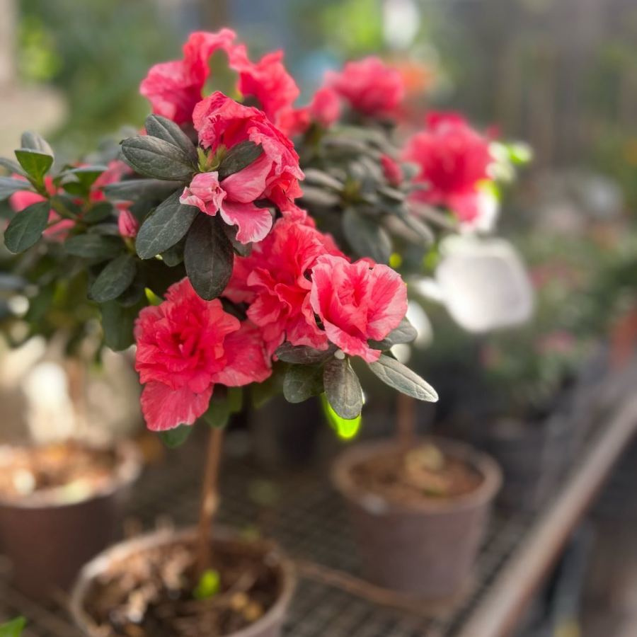 Vivero Floreciendo